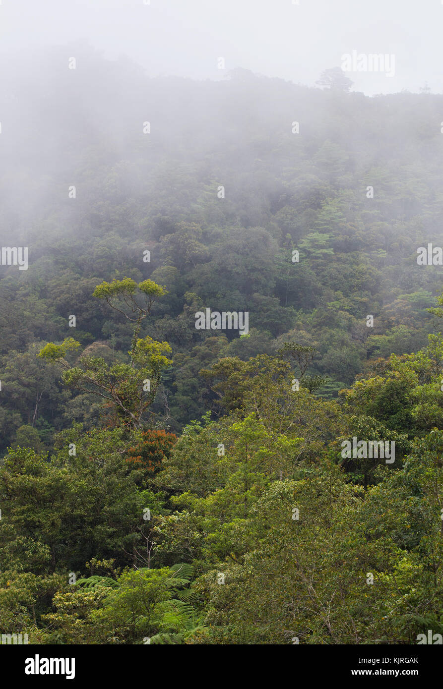 Montane tropical rainforest and mist in the Crocker Ranges, Sabah, Malaysia Stock Photo