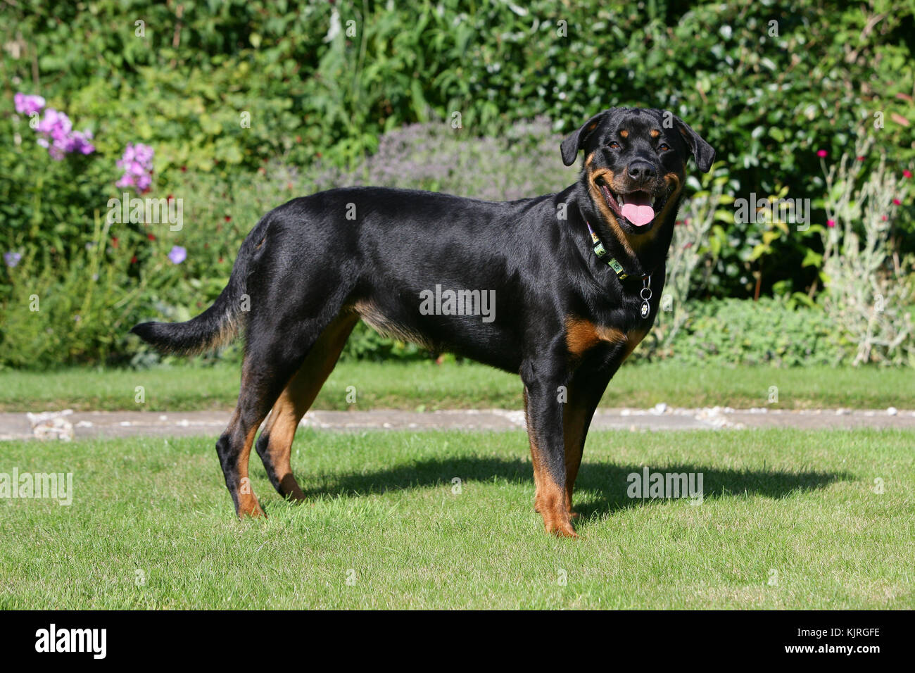Rottie hi-res stock photography and images - Alamy