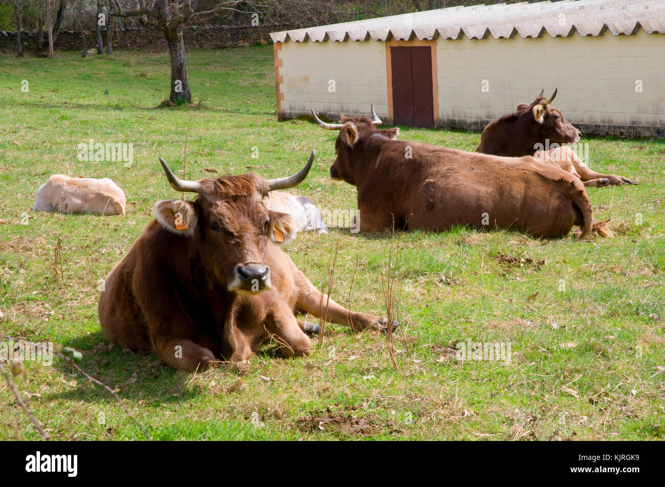 Cows lying on the meadow. Sierra del Rincon, Madrid province, Spain. Stock Photo