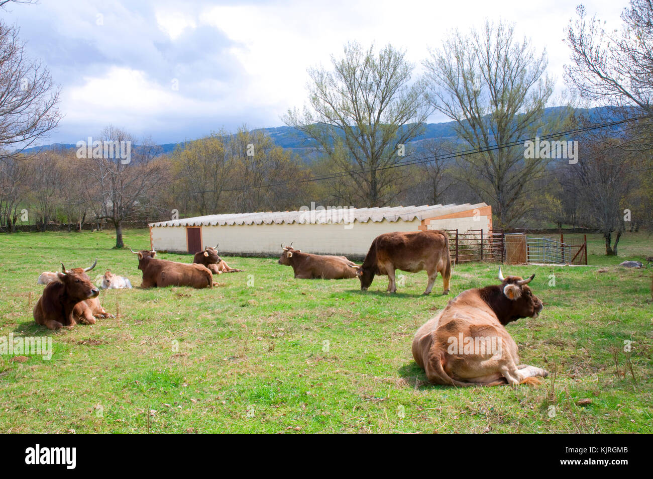 Cows in the meadow. Sierra del Rincon, Madrid province, Spain. Stock Photo