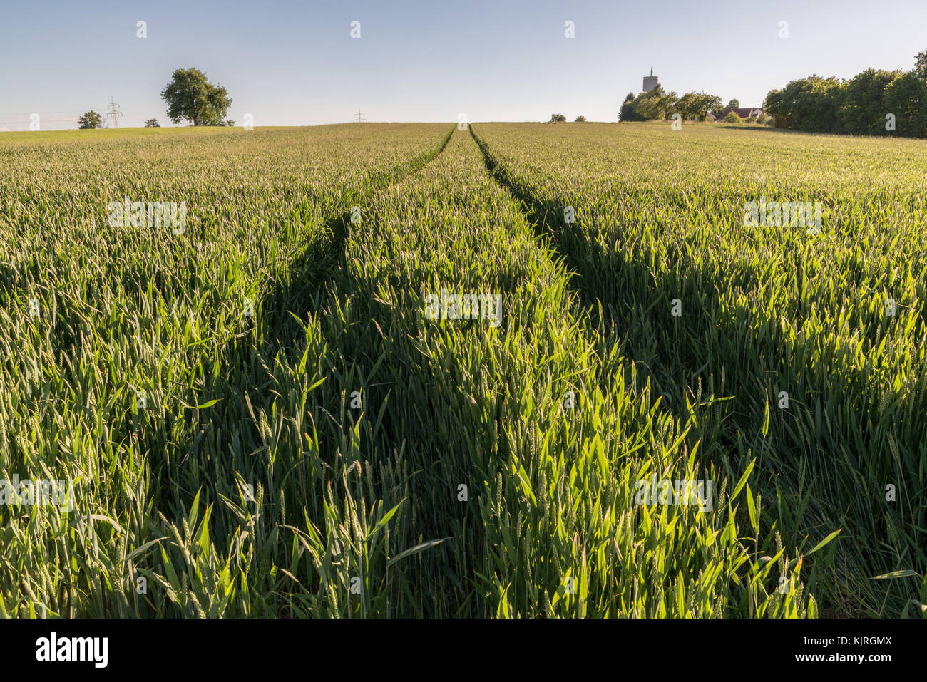 Wheat field with tractor tracks Stock Photo - Alamy