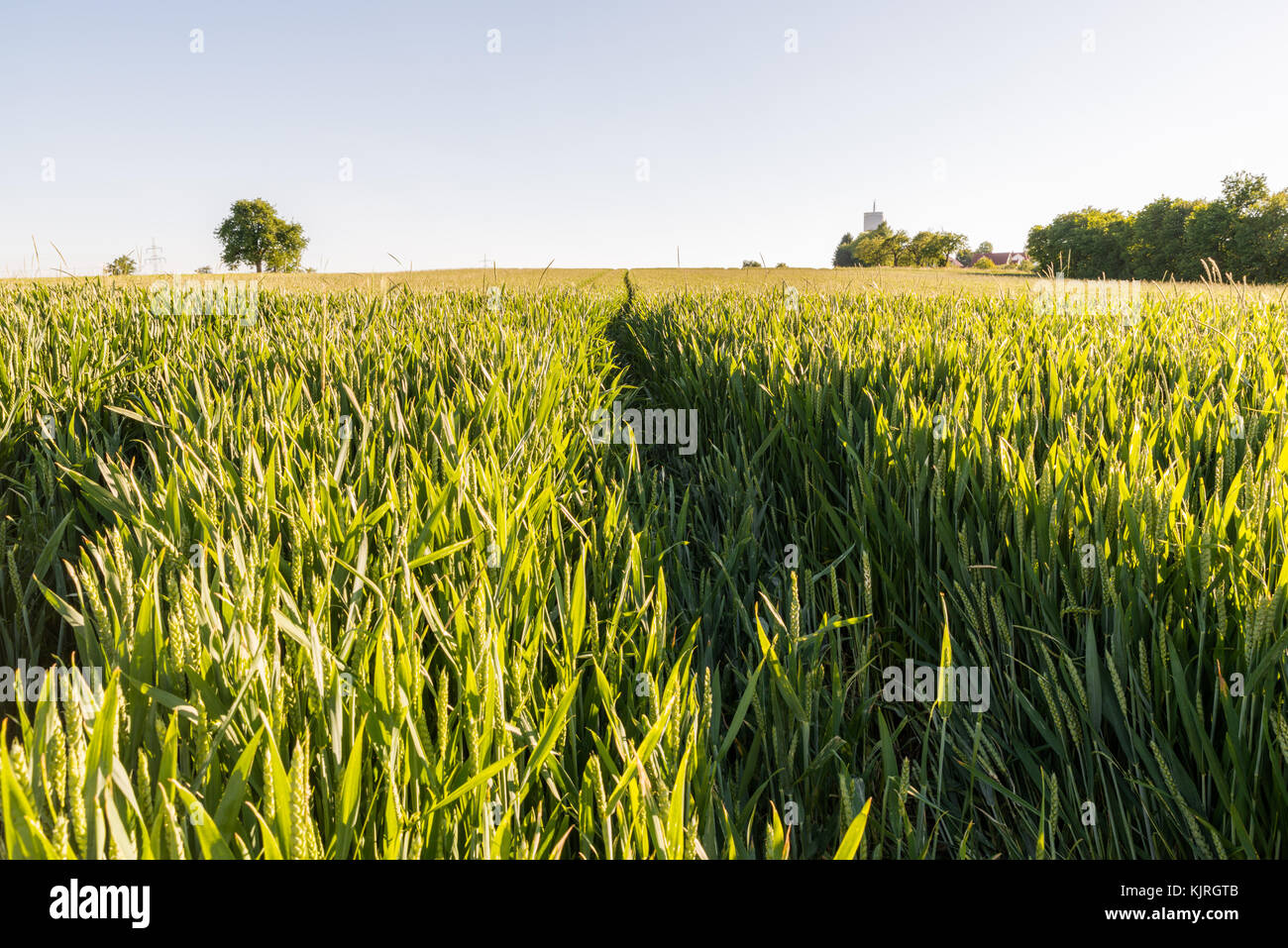 Wheat field with tractor tracks Stock Photo - Alamy