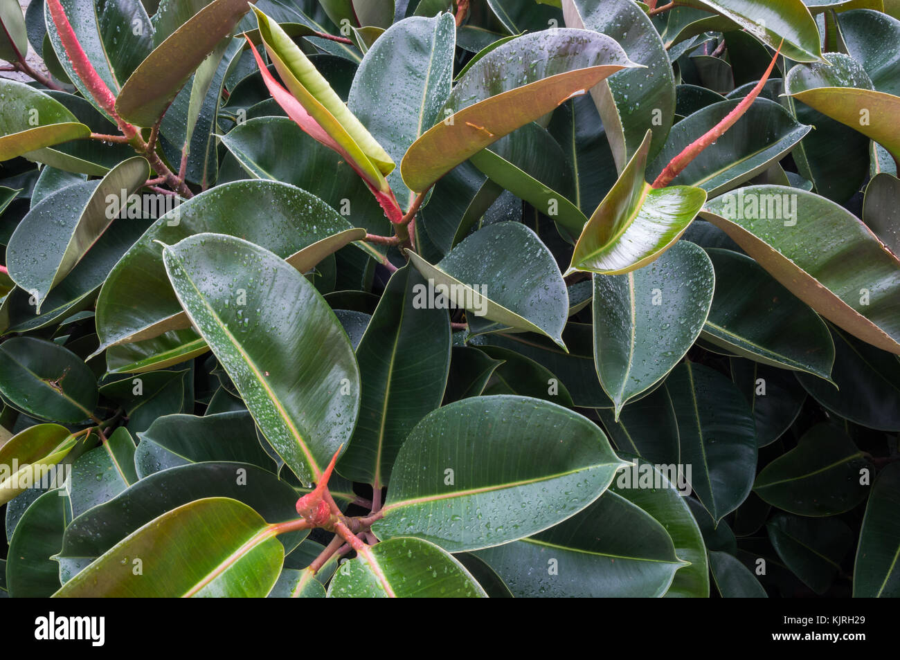 rubber tree Ficus elastica Stock Photo Alamy
