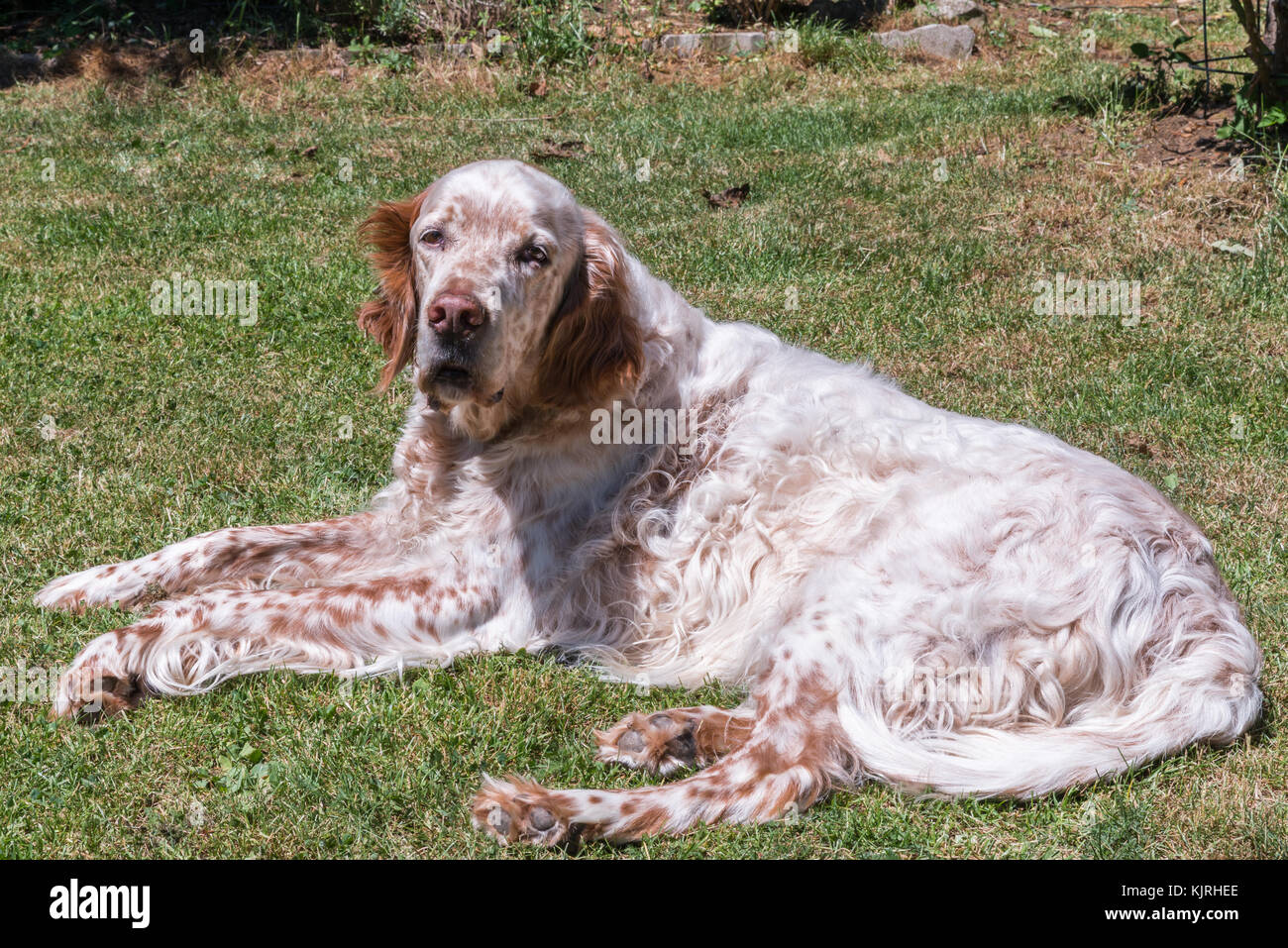 English Setter dog in the blazing sun laying on grass Stock Photo - Alamy