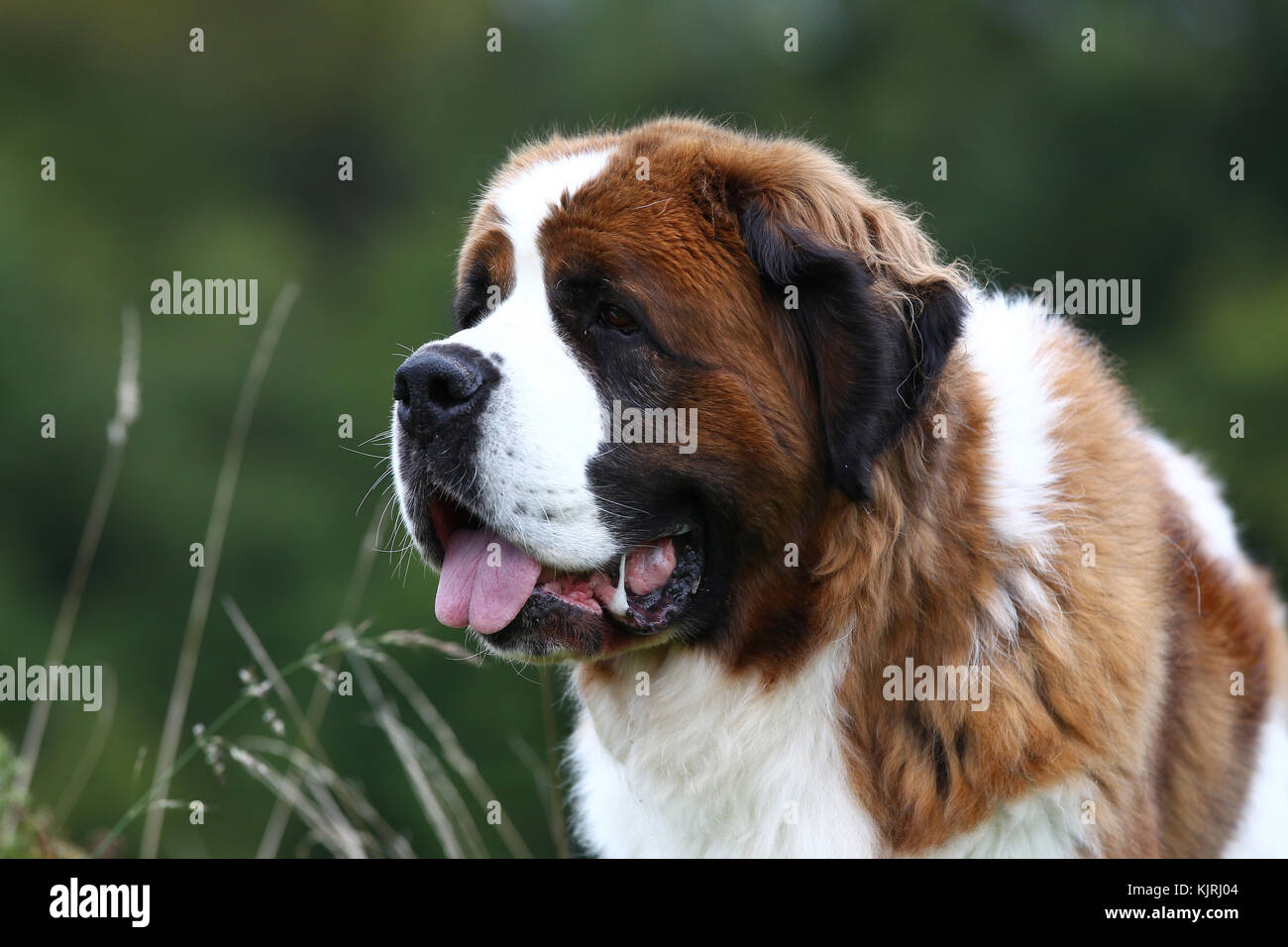 Alpine Mastiff High Resolution Stock Photography And Images Alamy