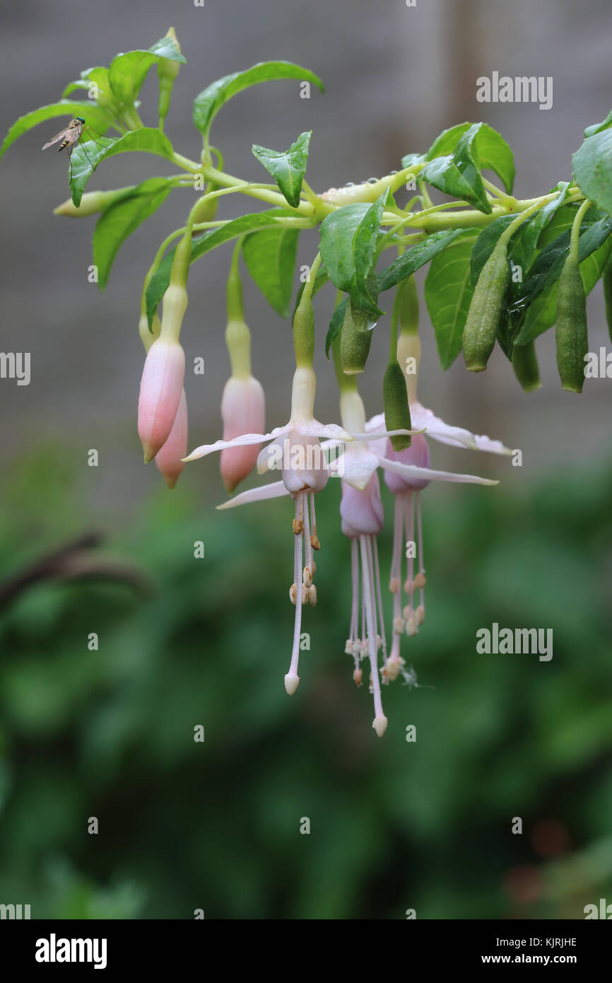 A bunch of hanging pink Fuschia flowers. Stock Photo