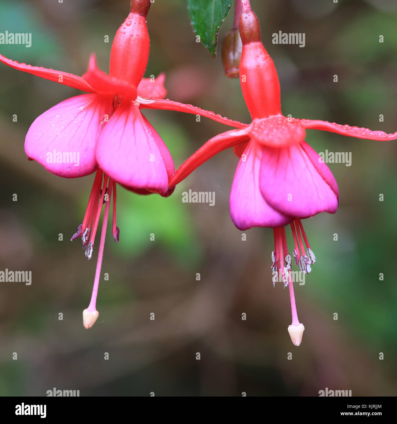 Two hanging Fuschia flowers. Stock Photo