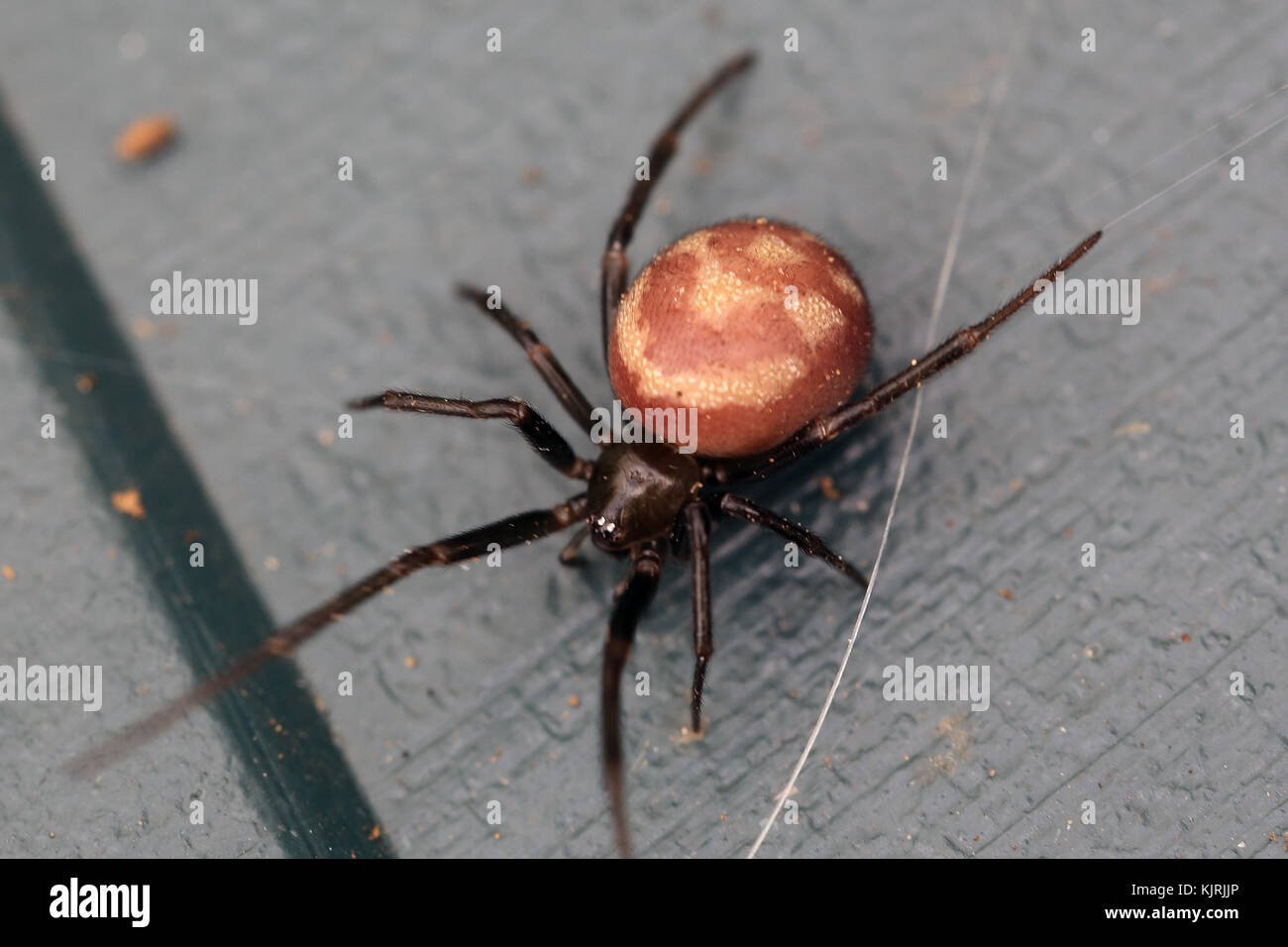 False Widow Spider (Steatoda grossa), Penzance, Cornwall, England, UK. Stock Photo