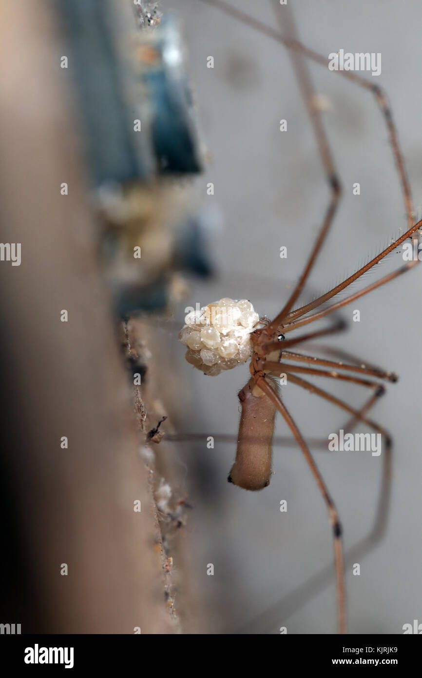 A Cellar Spider (Pholcus sp), female carrying a ball of eggs, Penzance