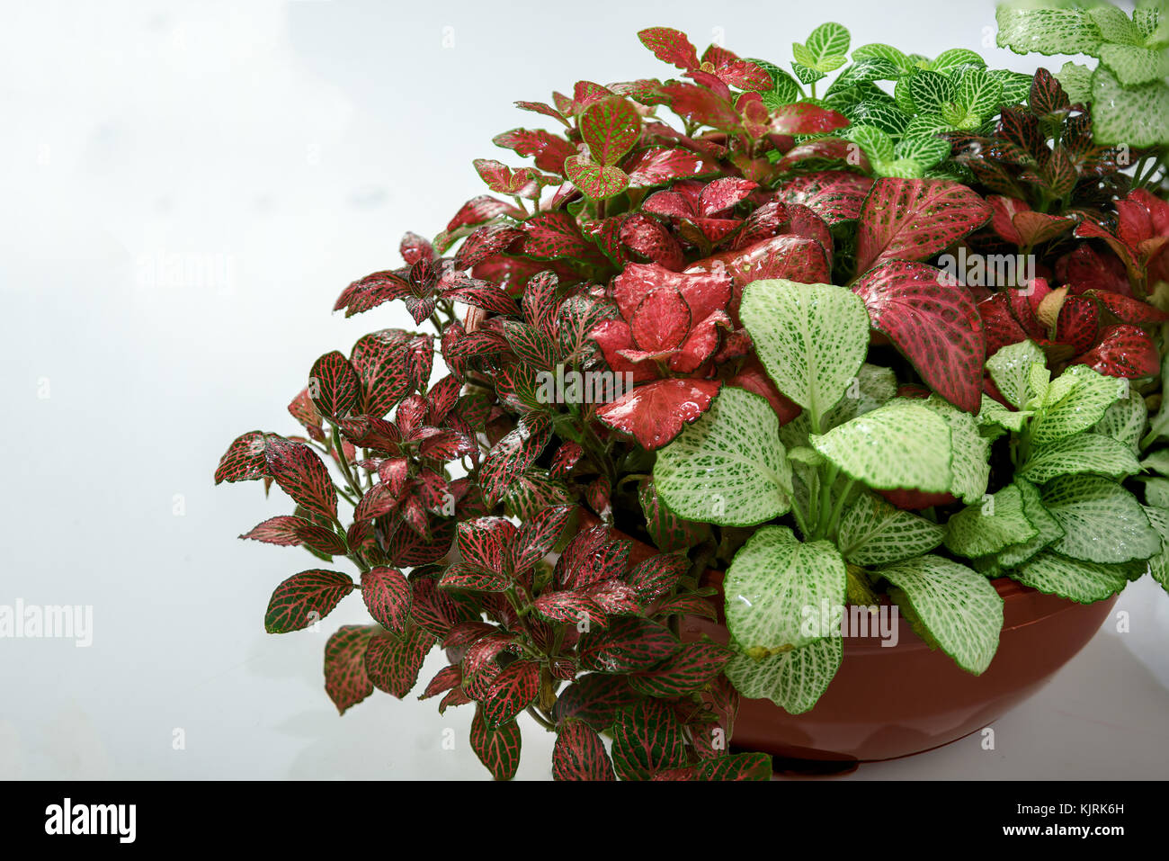 several varieties and colors of home colors fitton in a brown pot Stock Photo