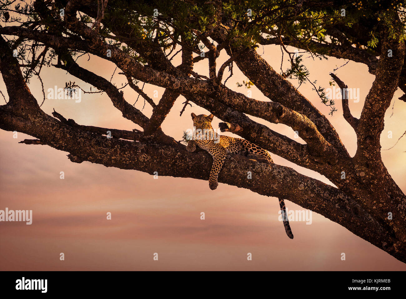 Leopard rests in a tree at sunset Stock Photo