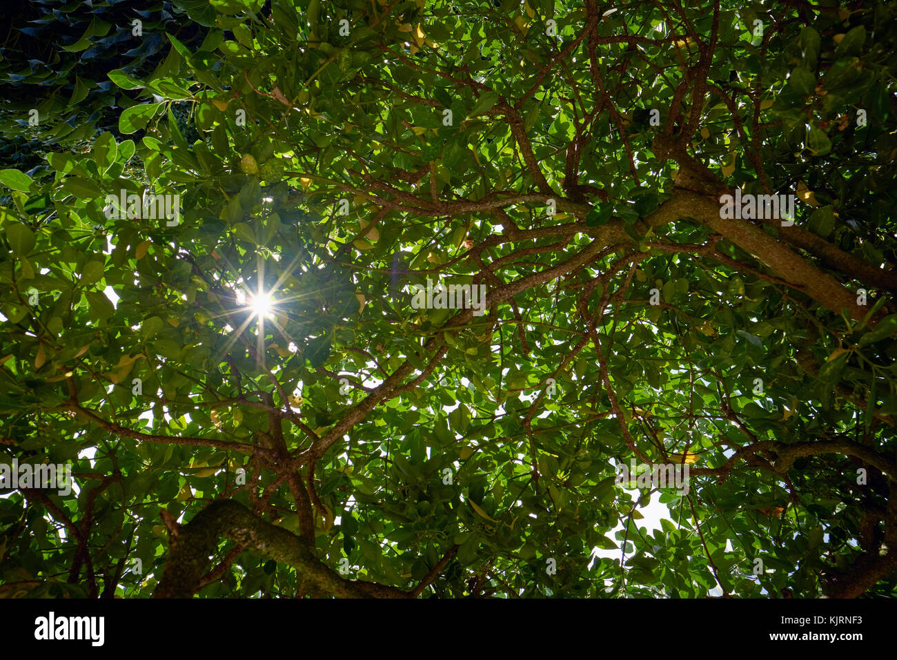 Sunlight glinting through tree canopy Stock Photo