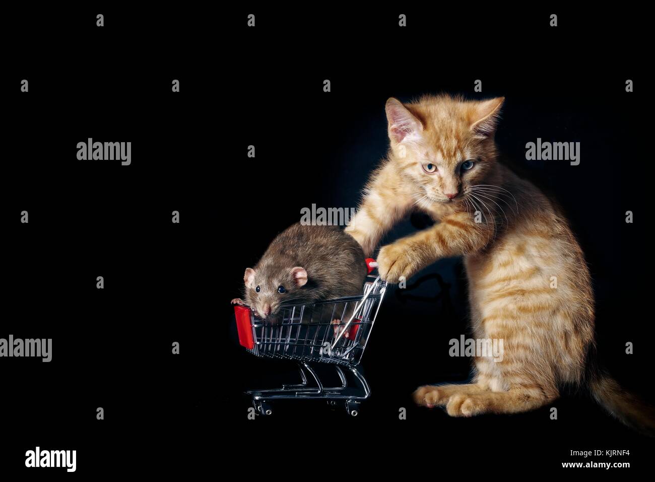 funny tabby cat push a shopping cart with a pet rat in it Stock Photo