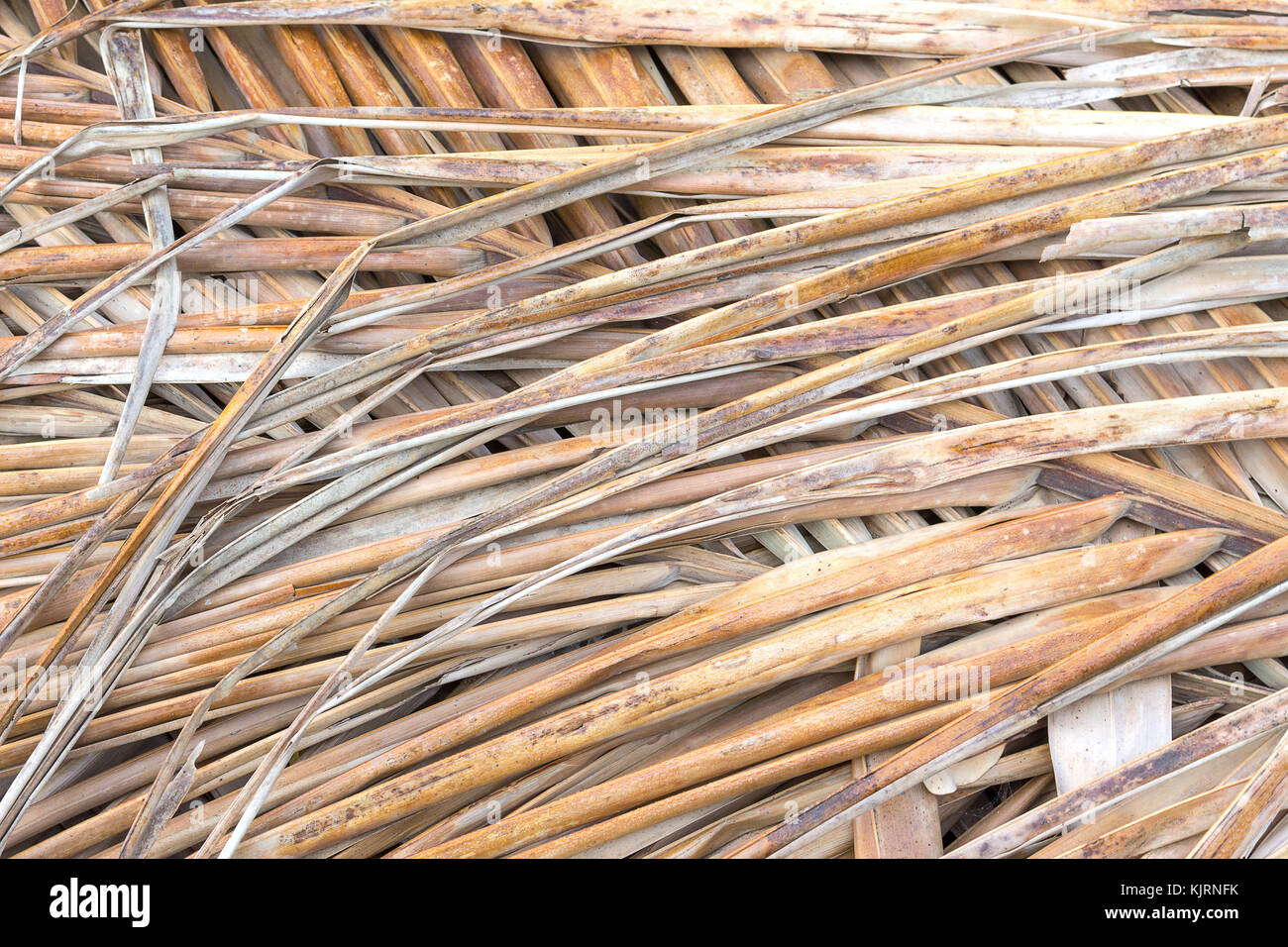 Old coconut leaf dried. that overlap pile. Abstract background of dried