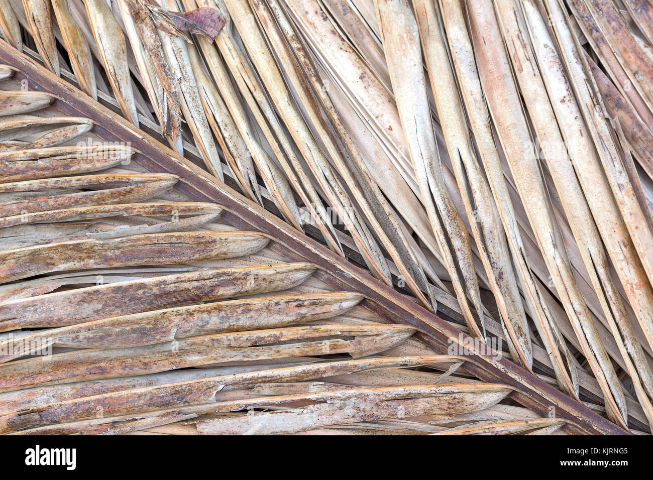 Old coconut leaf dried. that overlap pile. Abstract background of dried