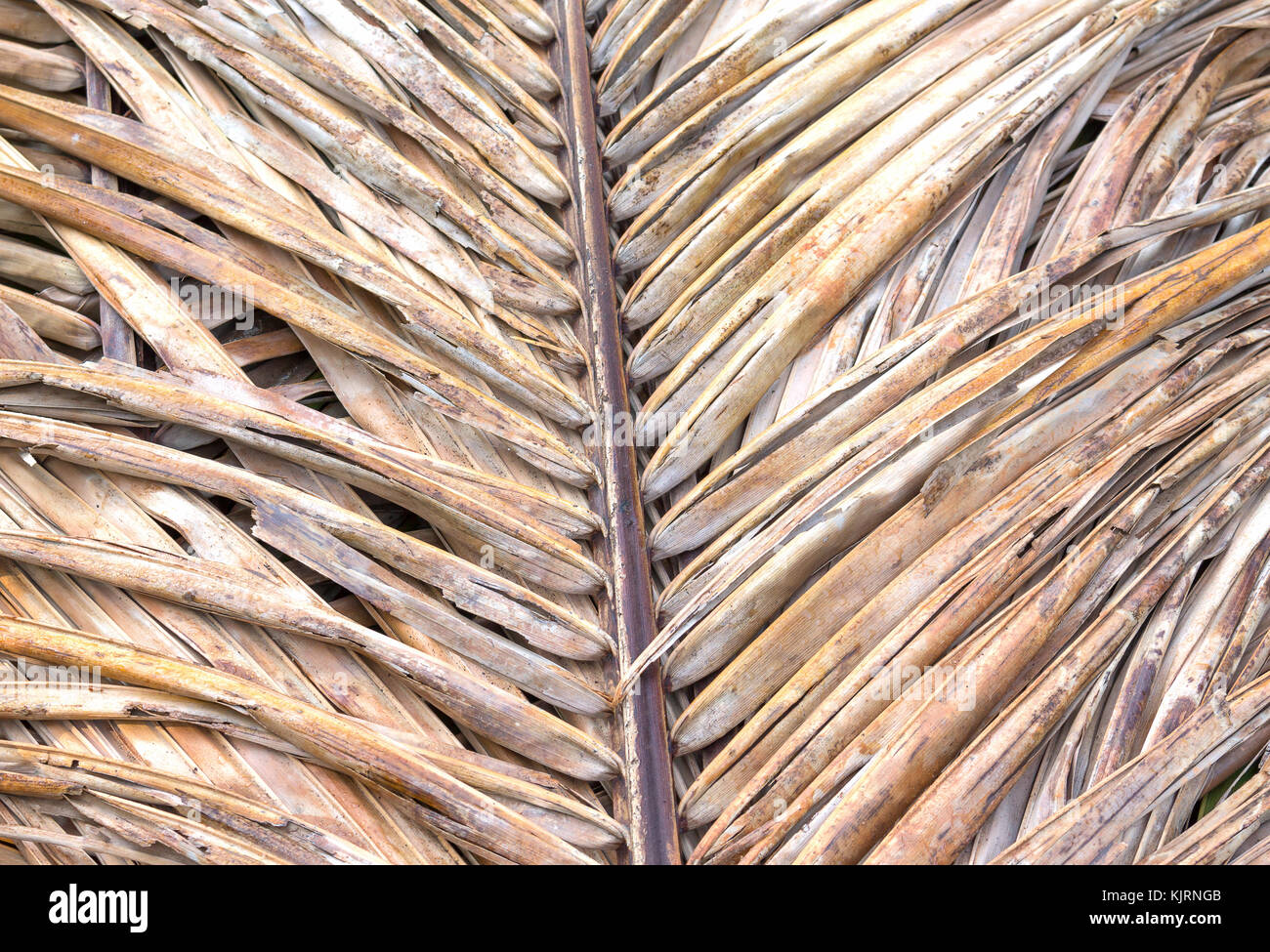 Old coconut leaf dried. that overlap pile. Abstract background of dried