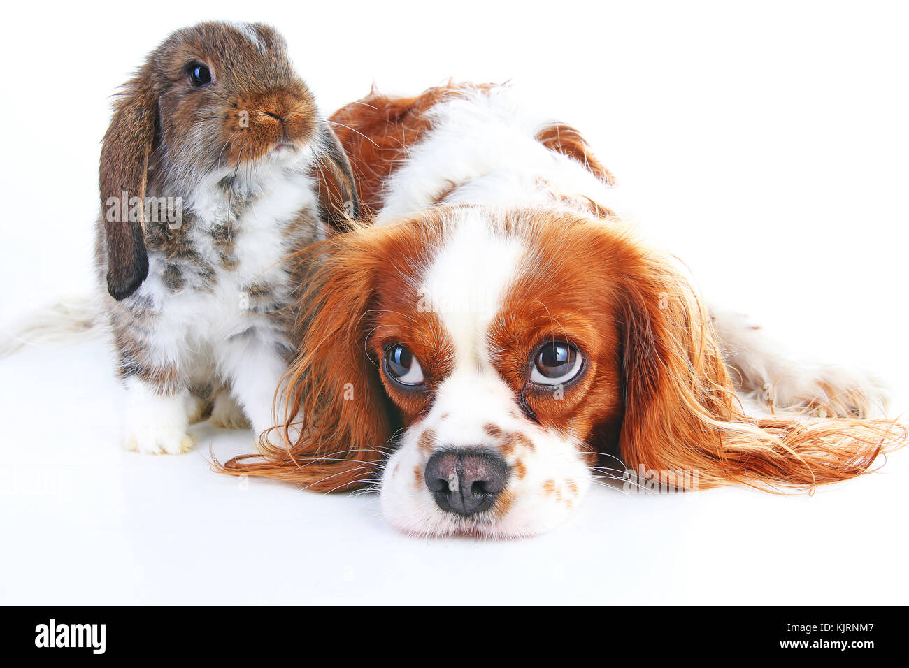 Can Rabbit And Dog Live Together