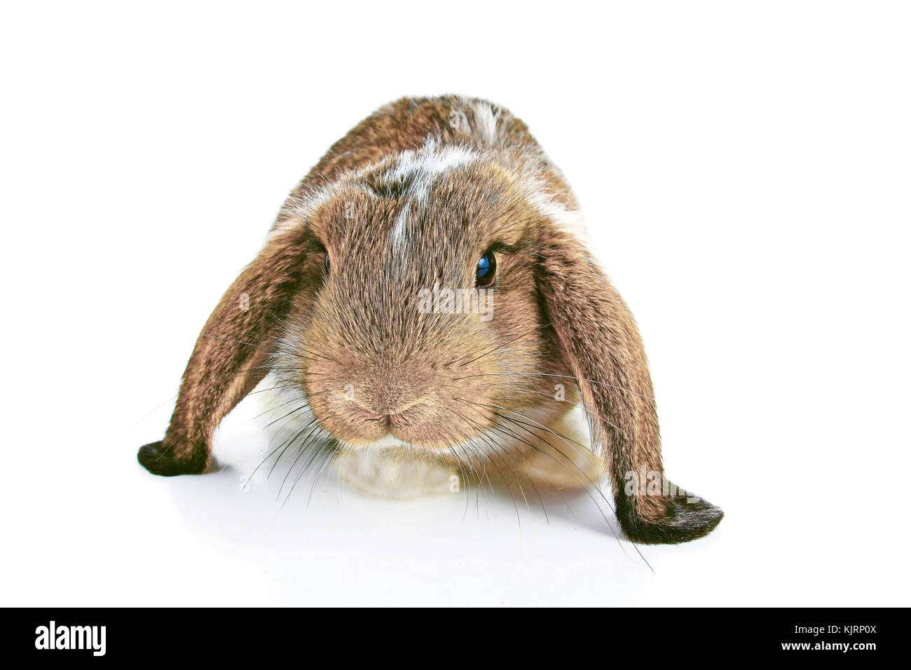 Agouti rabbit lop on isolated white studio background. NHD young baby ...