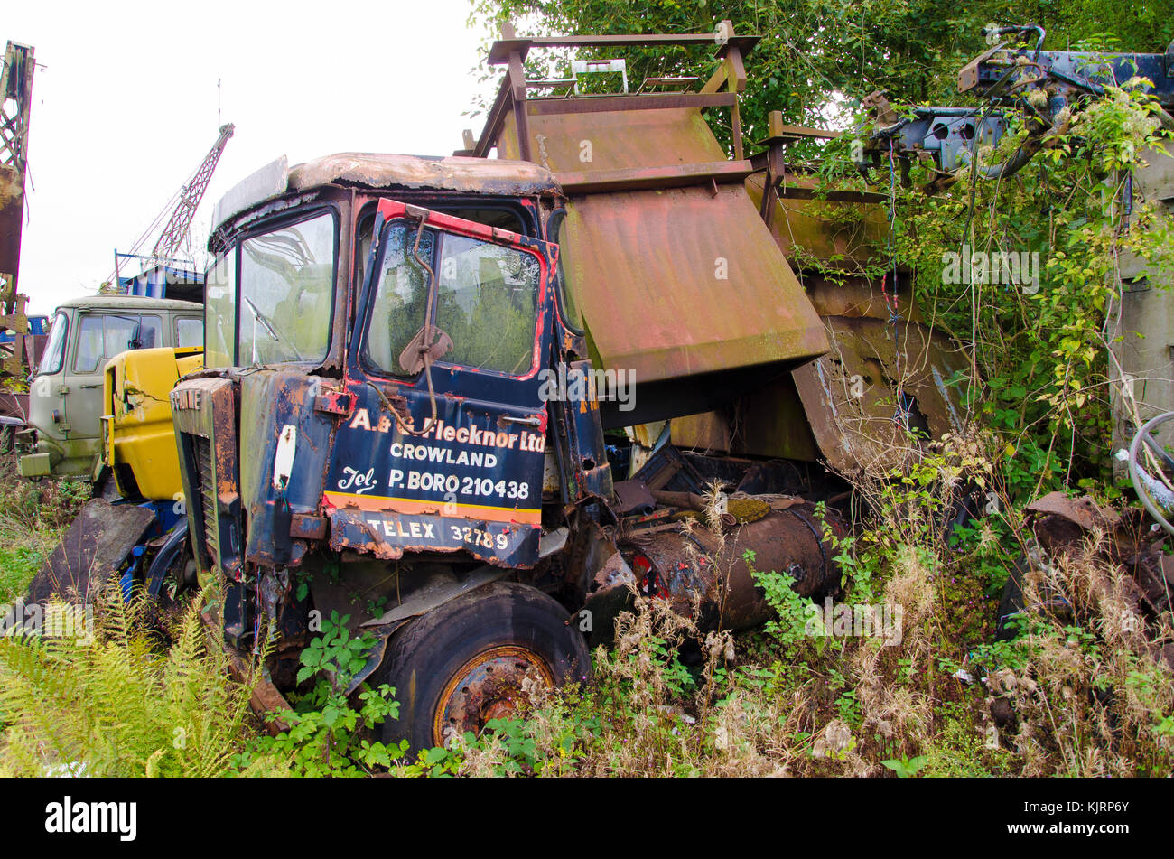 A scrap yard that specifically holds broken down vehicles for scrap and vehicle parts completely over grown and abandoned vehicles. Stock Photo