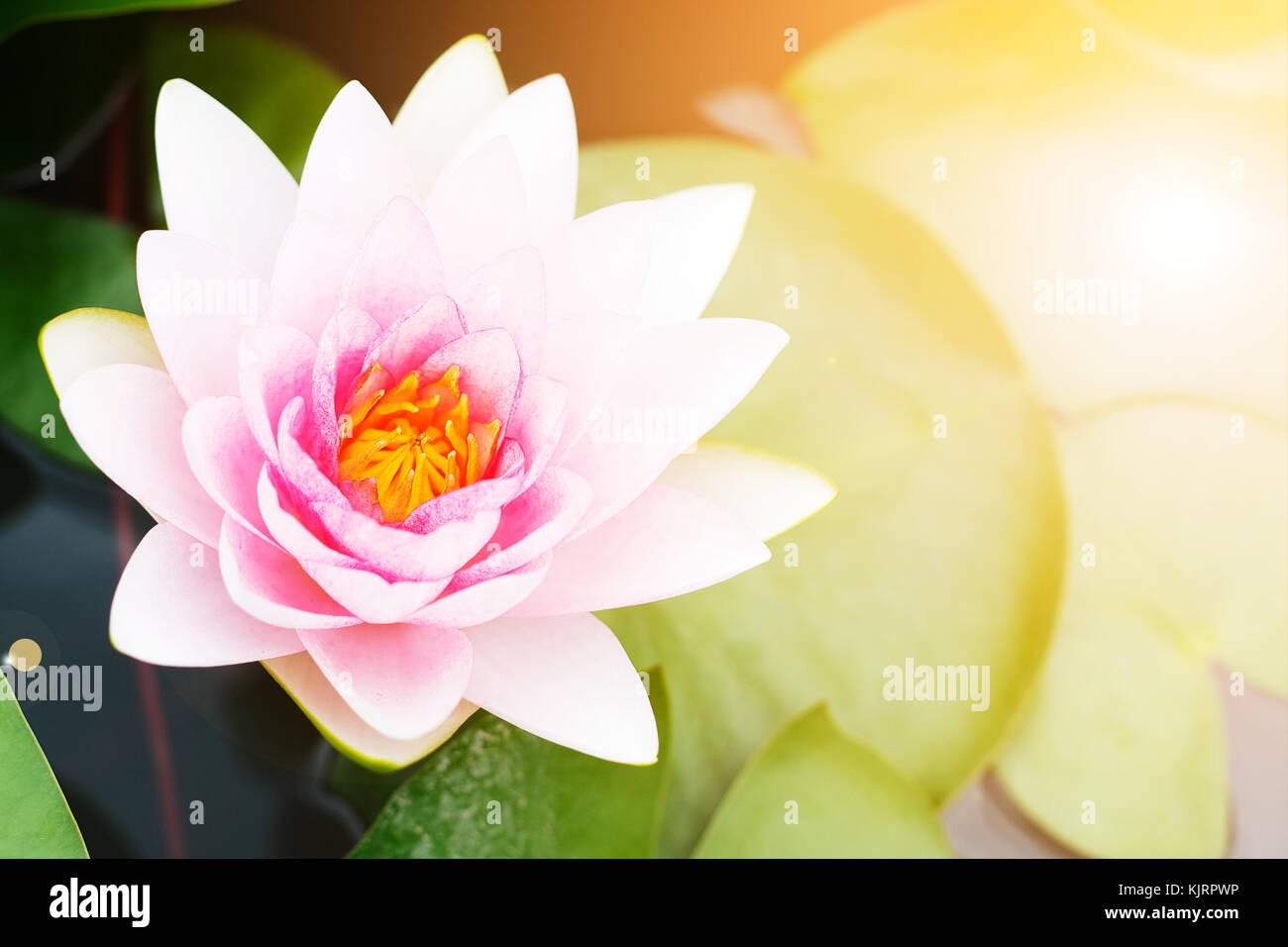 Pink lotus the national flower of india hi-res stock photography and ...