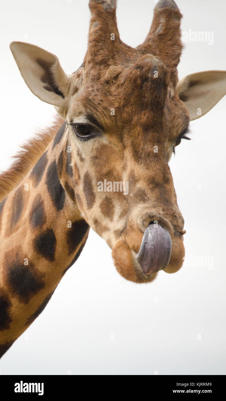 A Giraffe sticking out their tongue at the wildlife park Stock Photo