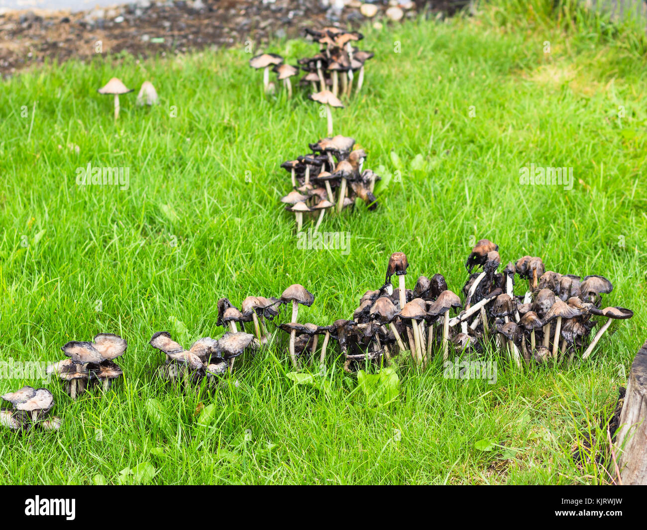 travel to Iceland - liberty caps mushrooms on lawn at backyard of urban house in Reykjavik city in september Stock Photo