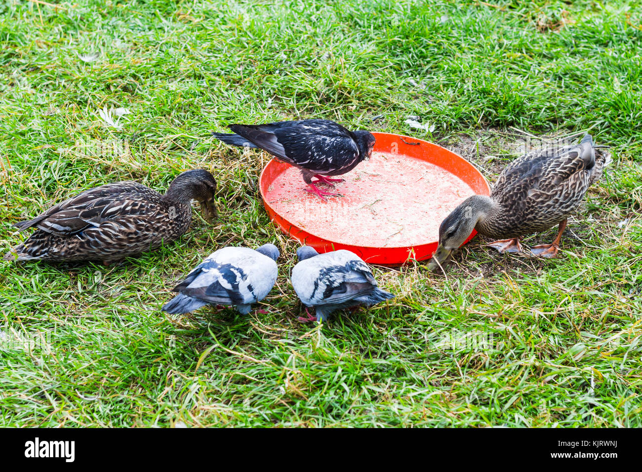travel to Iceland - pigeons and ducks near the plastic feeder in public family park in laugardalur valley of Reykjavik city in september Stock Photo