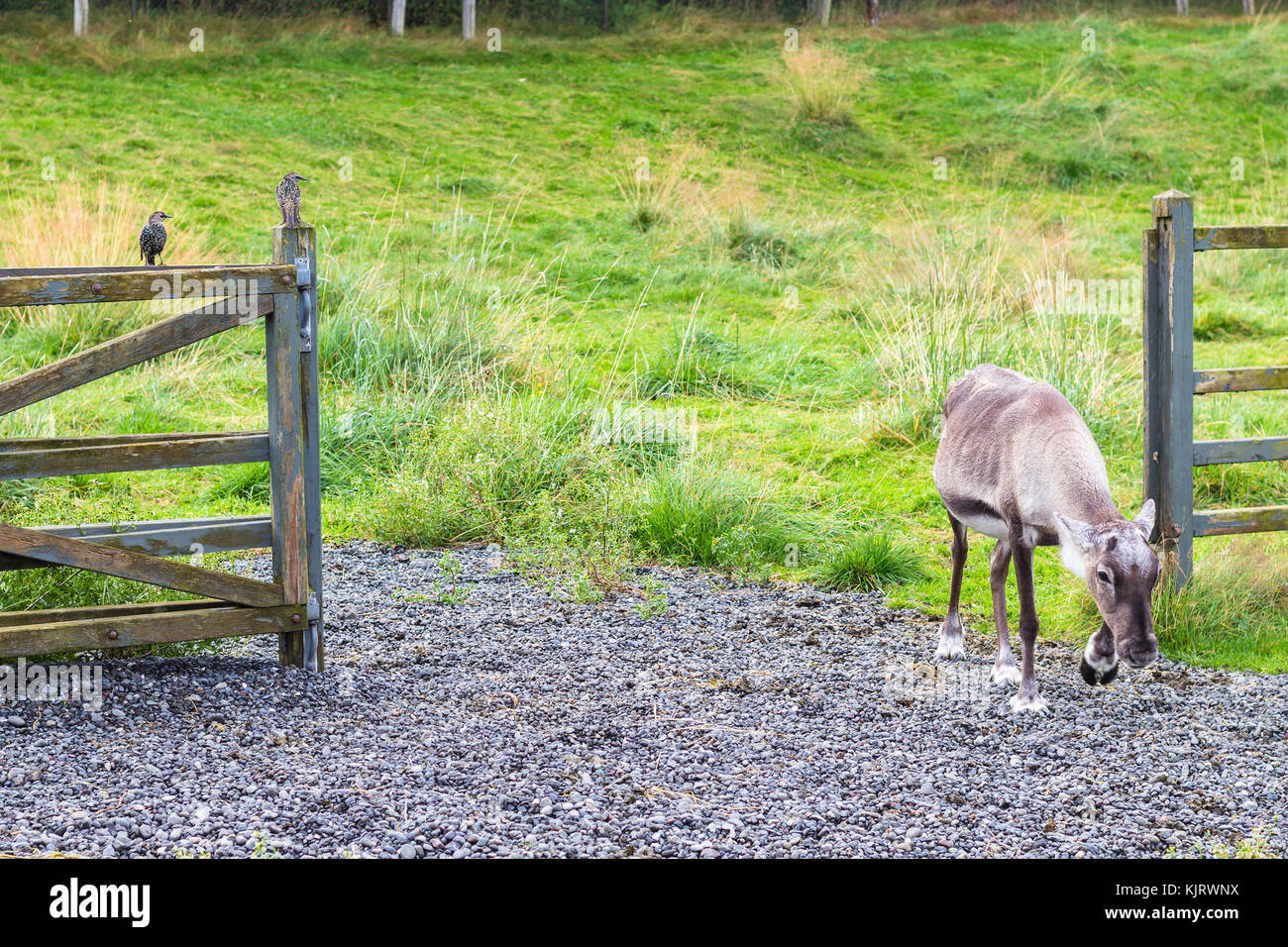 travel to Iceland - reindeer comes out of the corral and starling birds on fence in public family park in laugardalur valley of Reykjavik city in sept Stock Photo