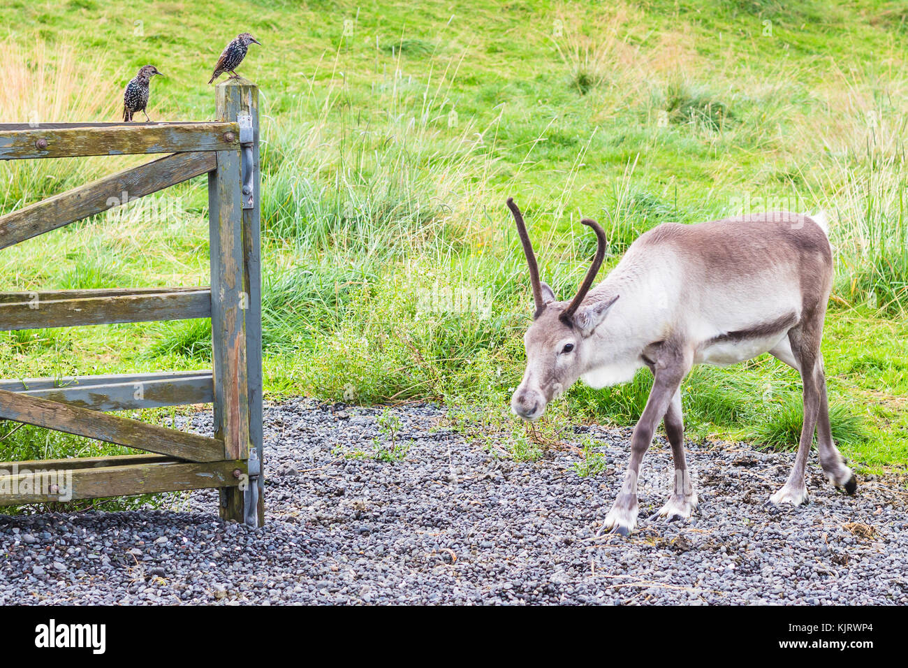 travel to Iceland - reindeer in corral and common starling on fence in public family park in laugardalur valley of Reykjavik city in september Stock Photo