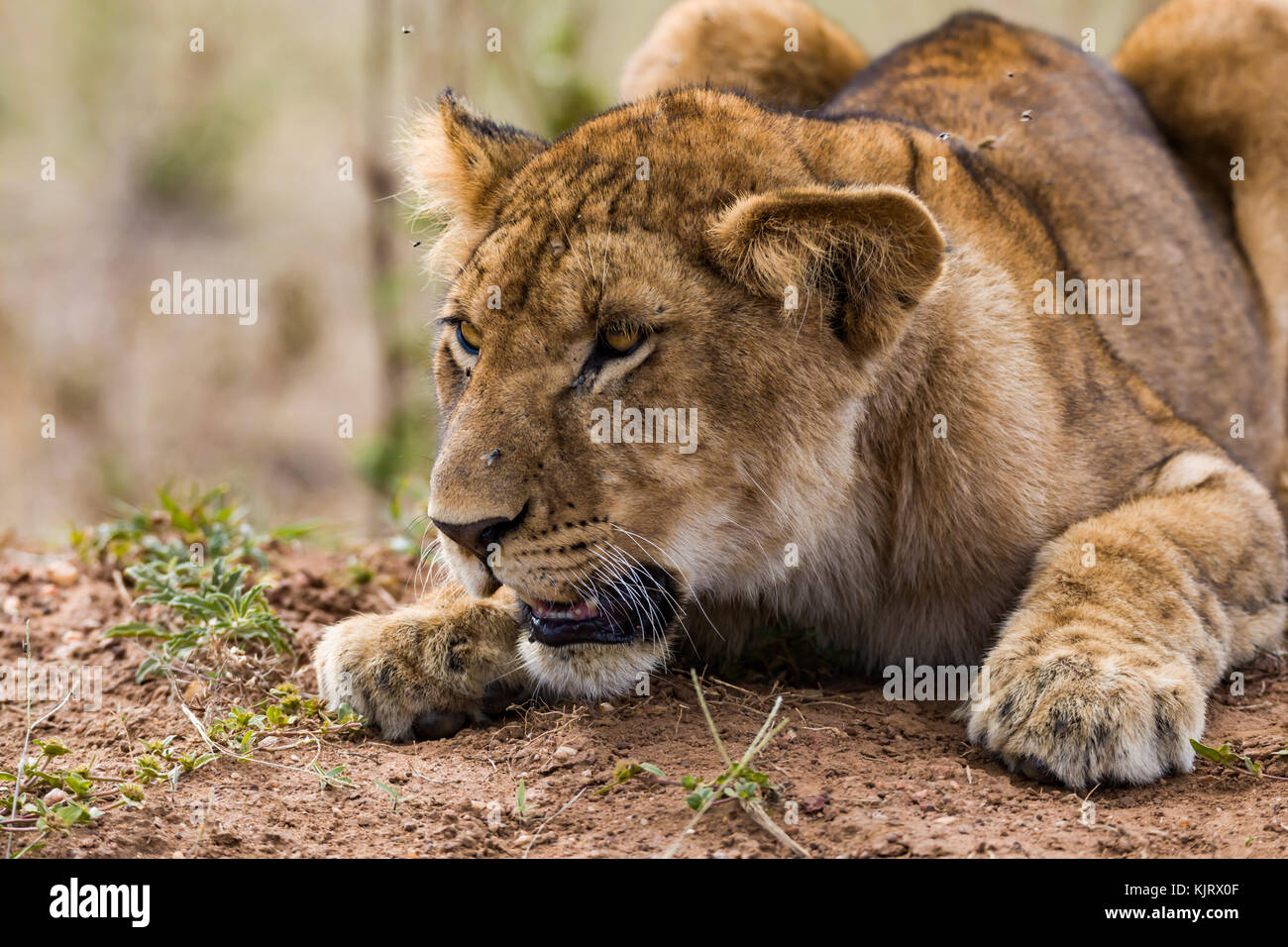 Young and hungry male lion ready to jump to kill pray, head shot portrait, October 2017, Masai Mara, Kenya, Africa Stock Photo