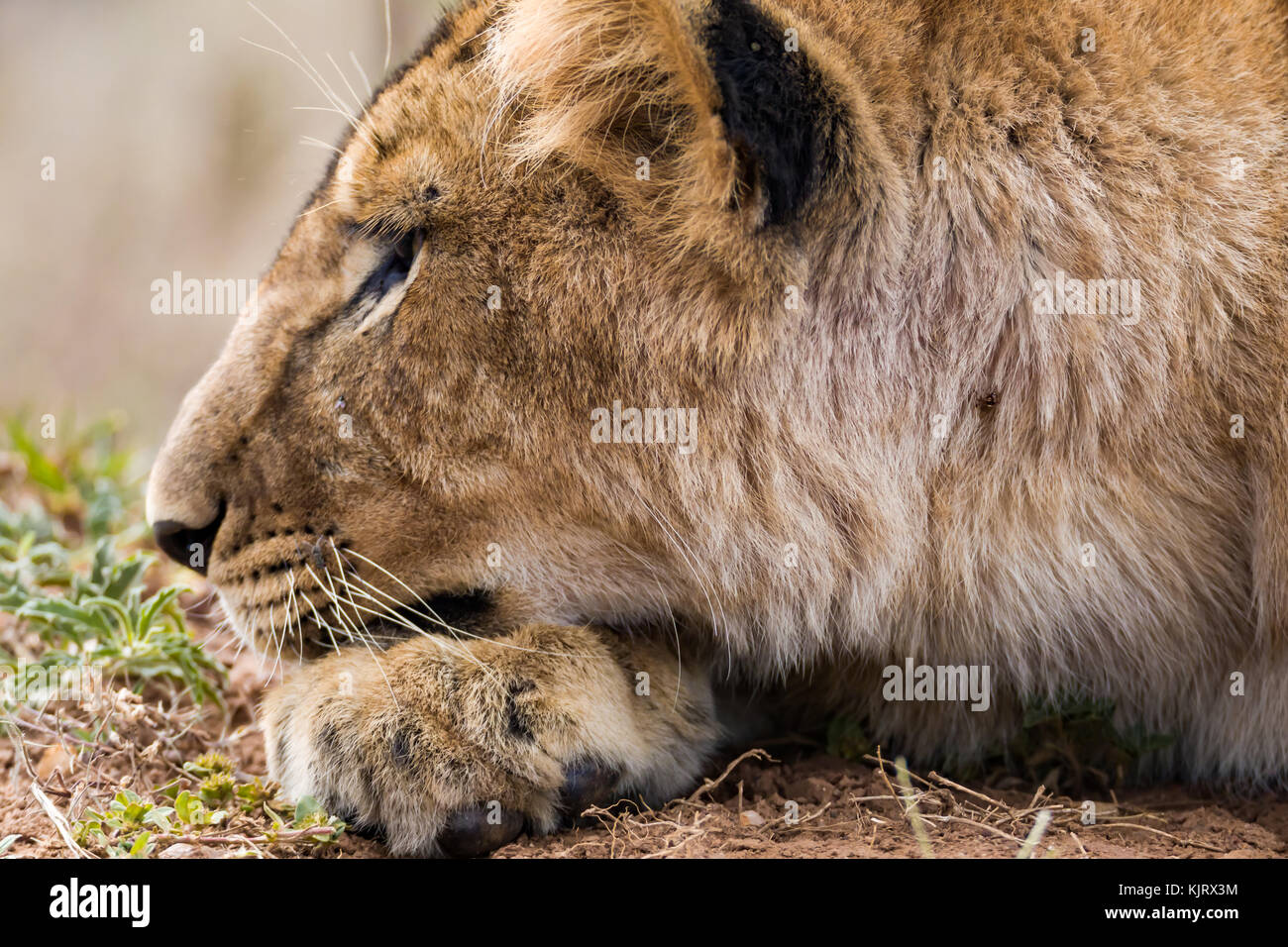 Male lion head shot profile hi-res stock photography and images - Alamy