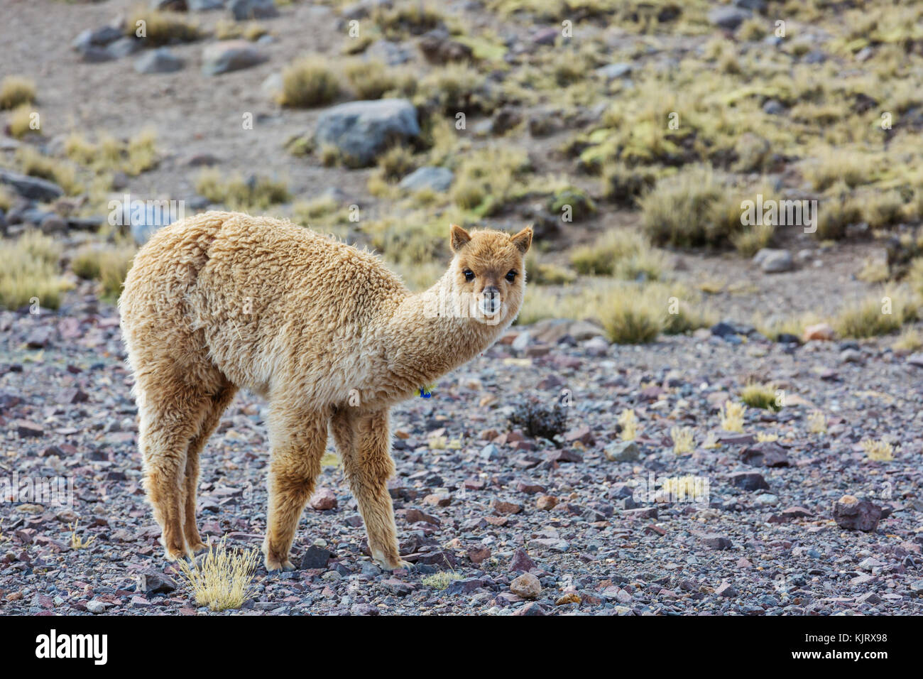 Peruvian alpaca in Andes Stock Photo - Alamy