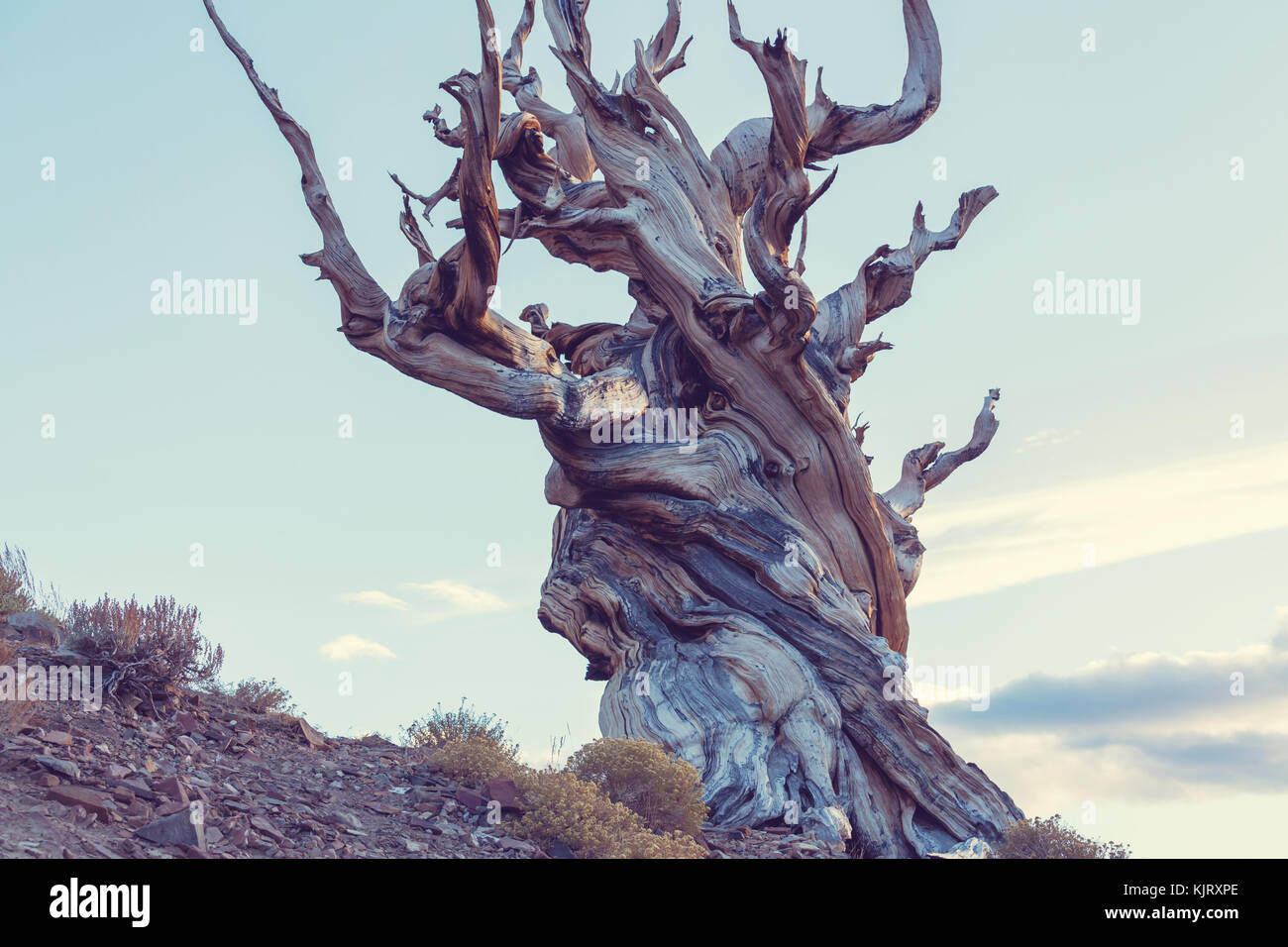 Ancient Bristlecone Pine Tree showing the twisted and gnarled features.California,USA. Stock Photo