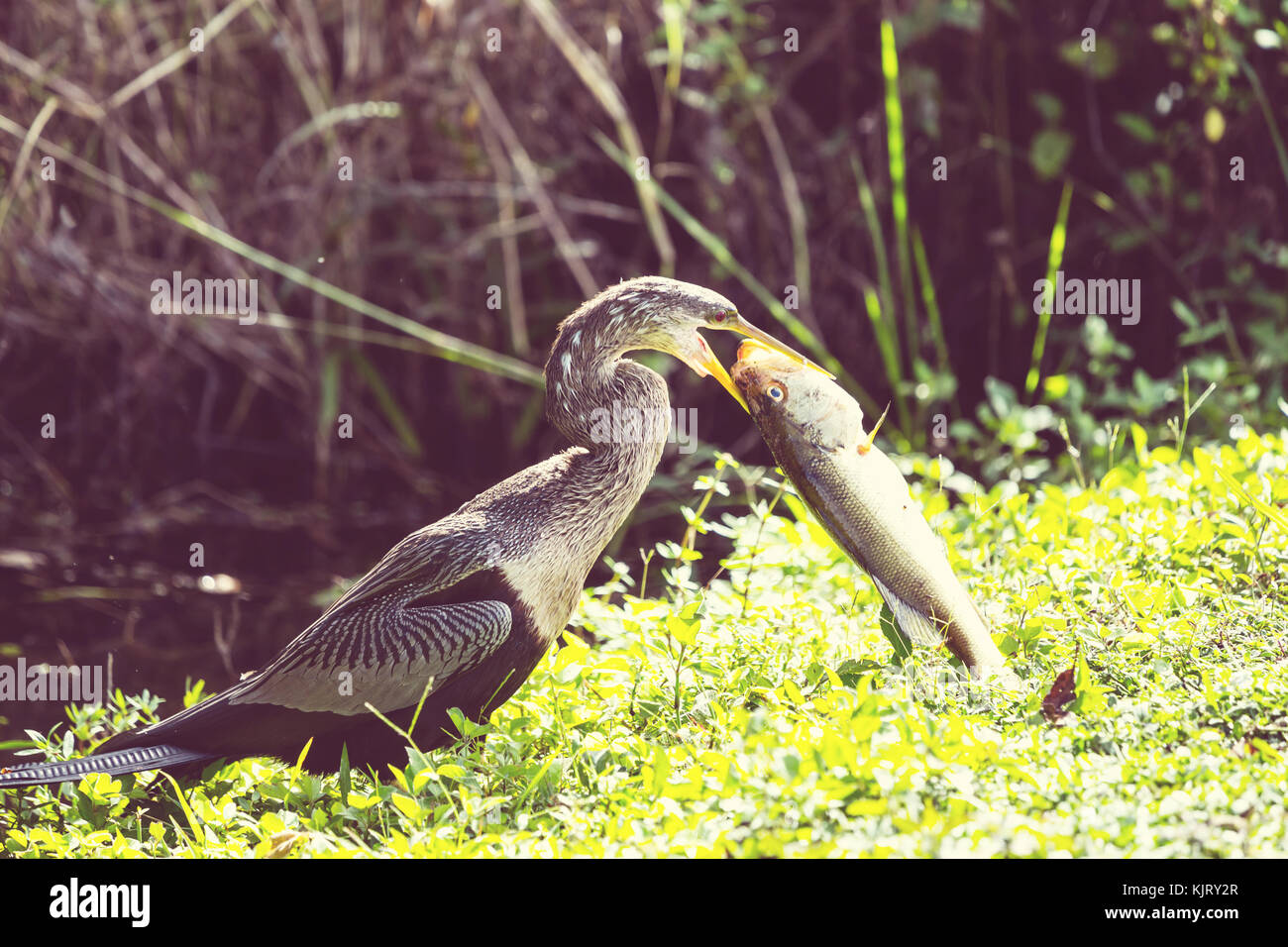 American Anhinga ,Everglades National Park, Florida Stock Photo - Alamy