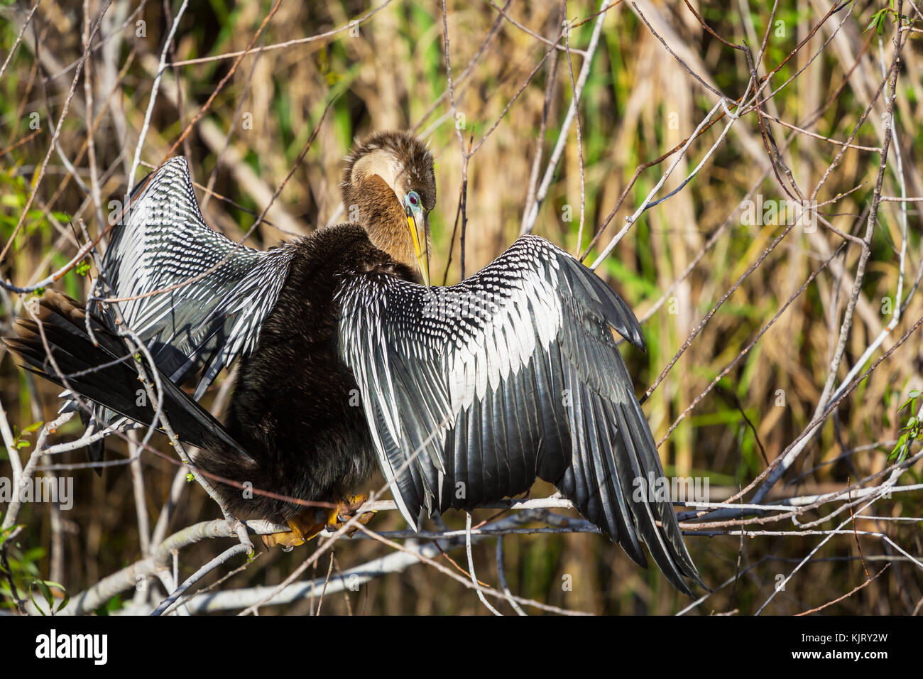 American Anhinga ,Everglades National Park, Florida Stock Photo - Alamy