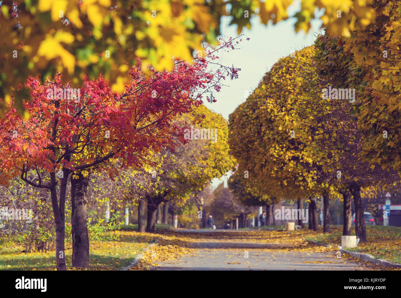 Beautiful alley in fall season in the city with yellow colored trees ...
