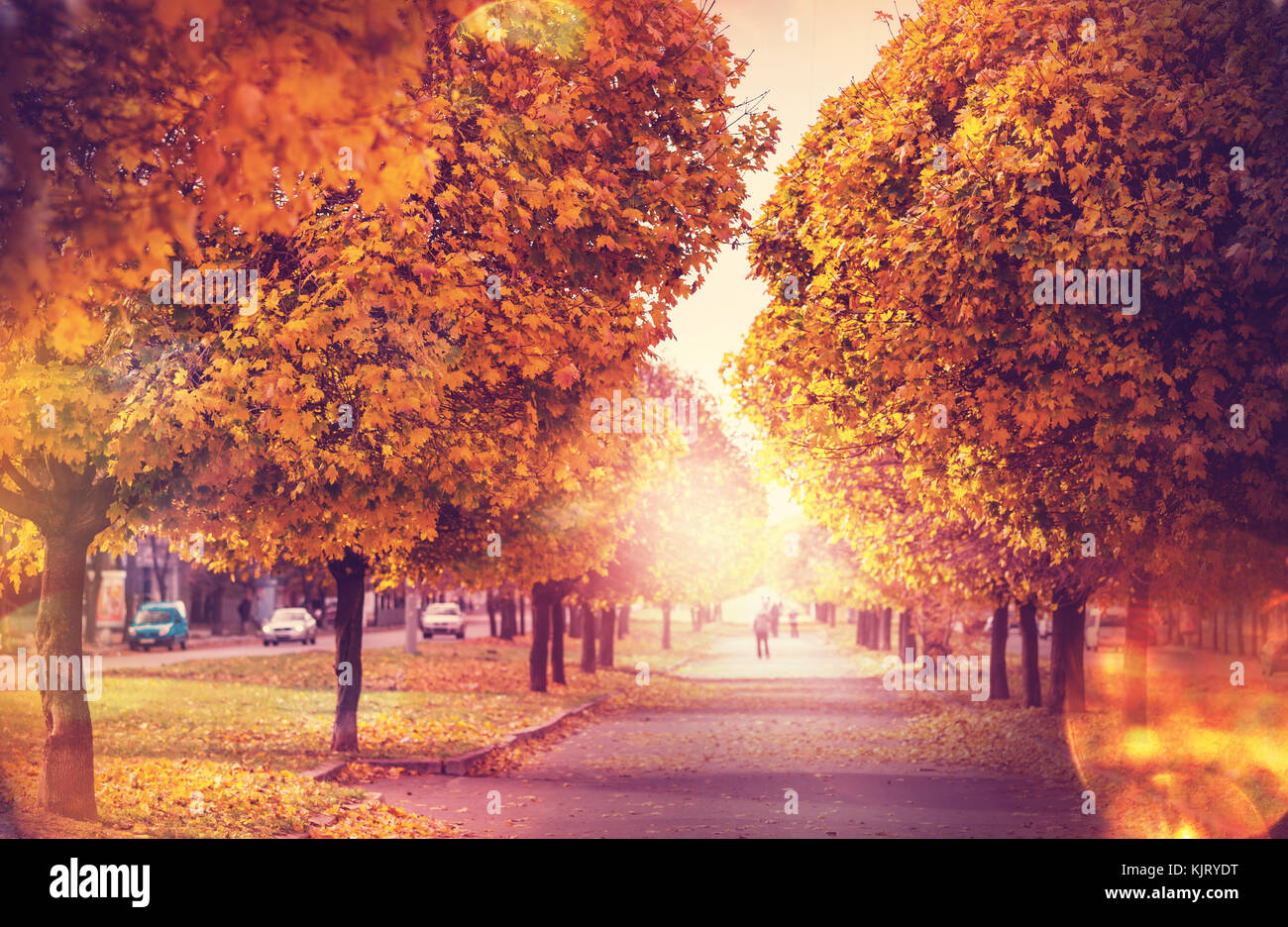 Beautiful alley in fall season in the city with yellow colored trees ...