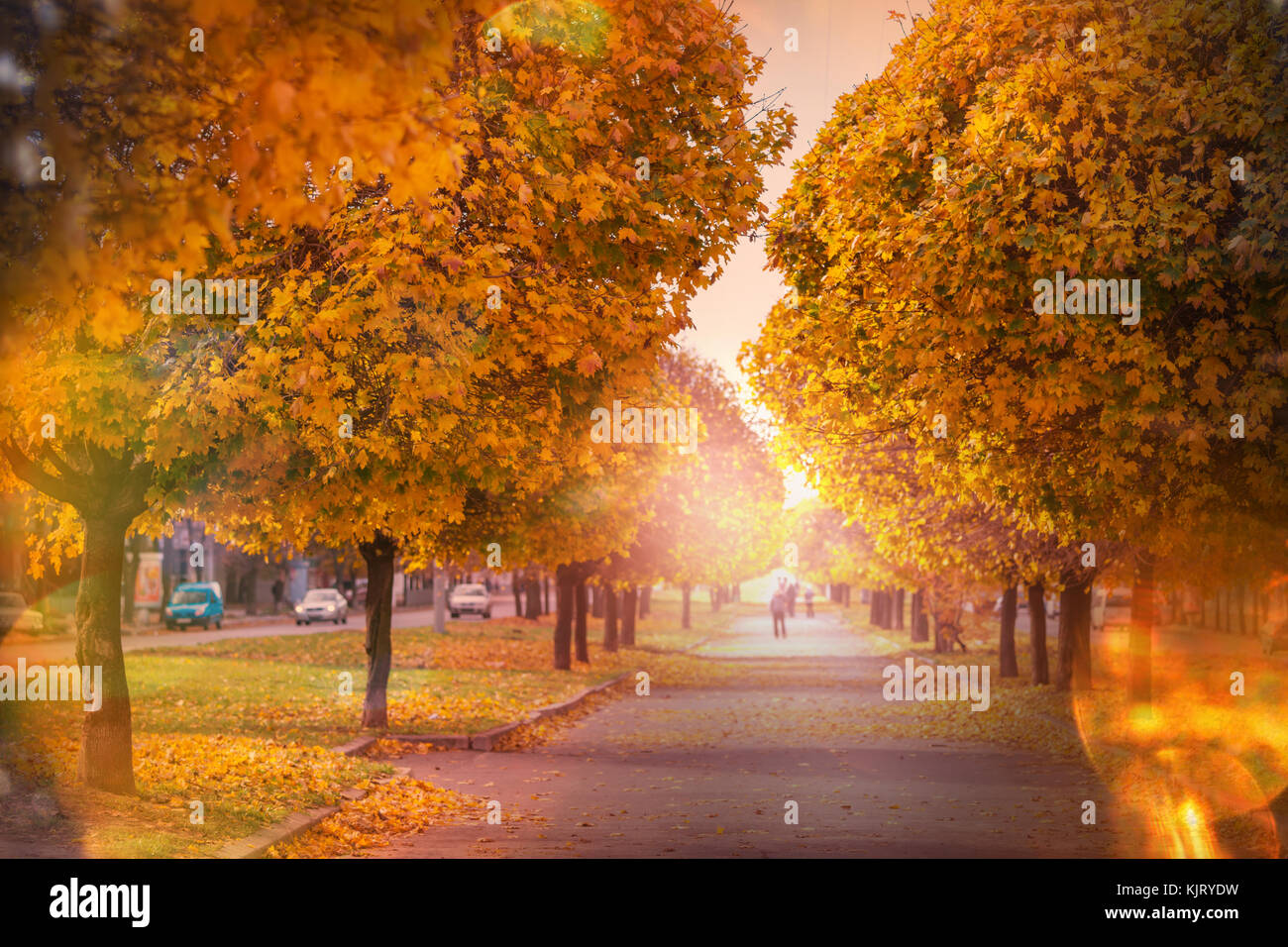 Beautiful alley in fall season in the city with yellow colored trees ...