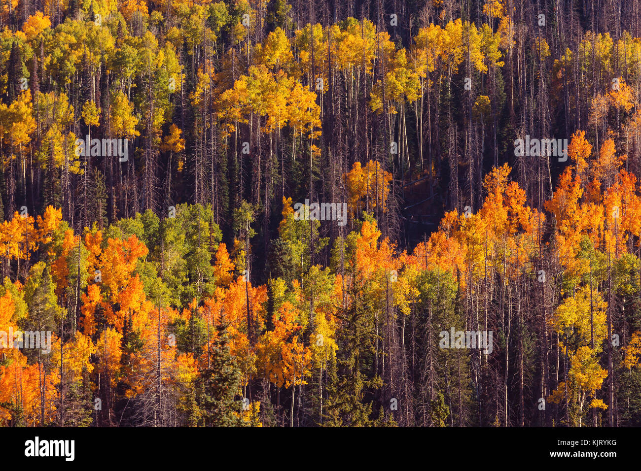 The forest in autumn Stock Photo - Alamy