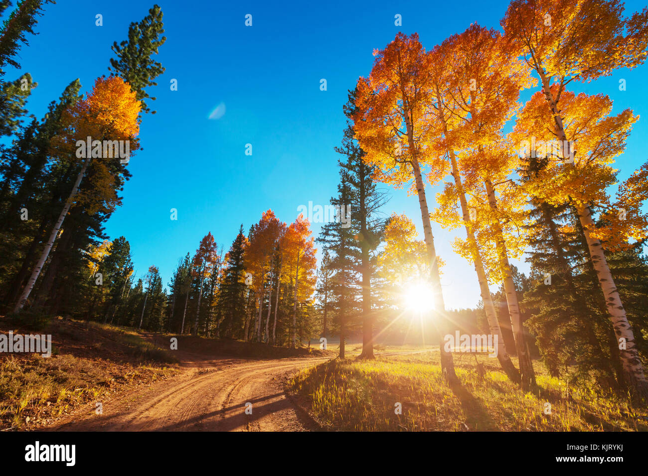 Yellow forest in Autumn Stock Photo - Alamy