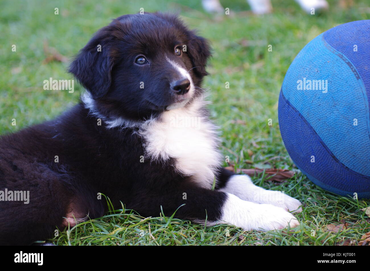 Australian Shepherd Puppie Dog Portrait Loveley Playing with a Blue Ball Stock Photo