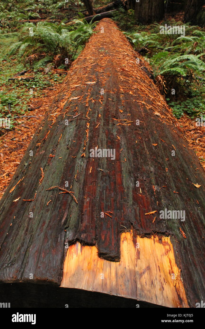 A fallen tree in Muir Woods, a redwood forest in Northern California ...
