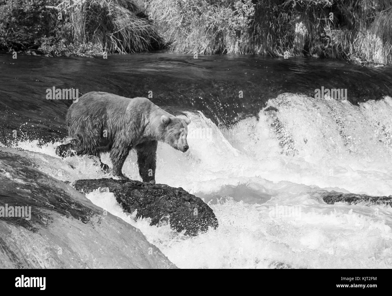 Brown bear on Alaska Stock Photo