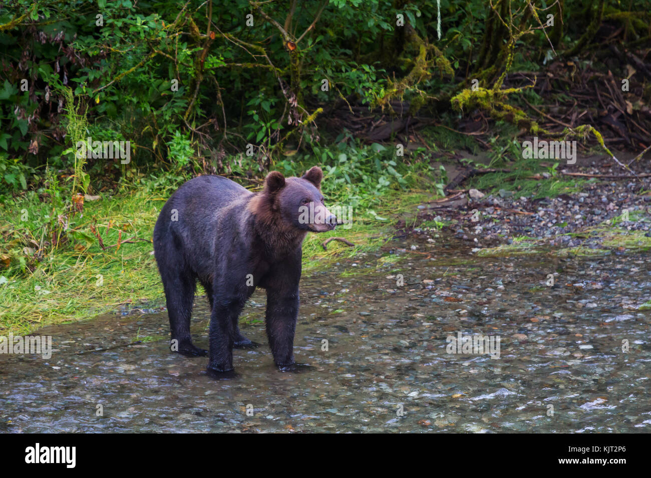 Black bear in the forest Stock Photo - Alamy