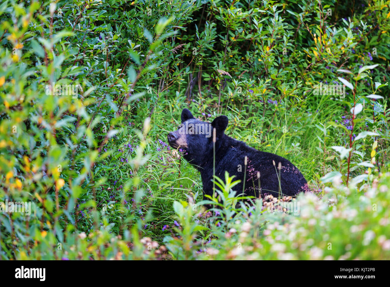 Black bear in the forest Stock Photo - Alamy