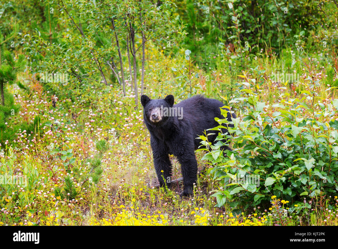 Black bear in the forest Stock Photo - Alamy
