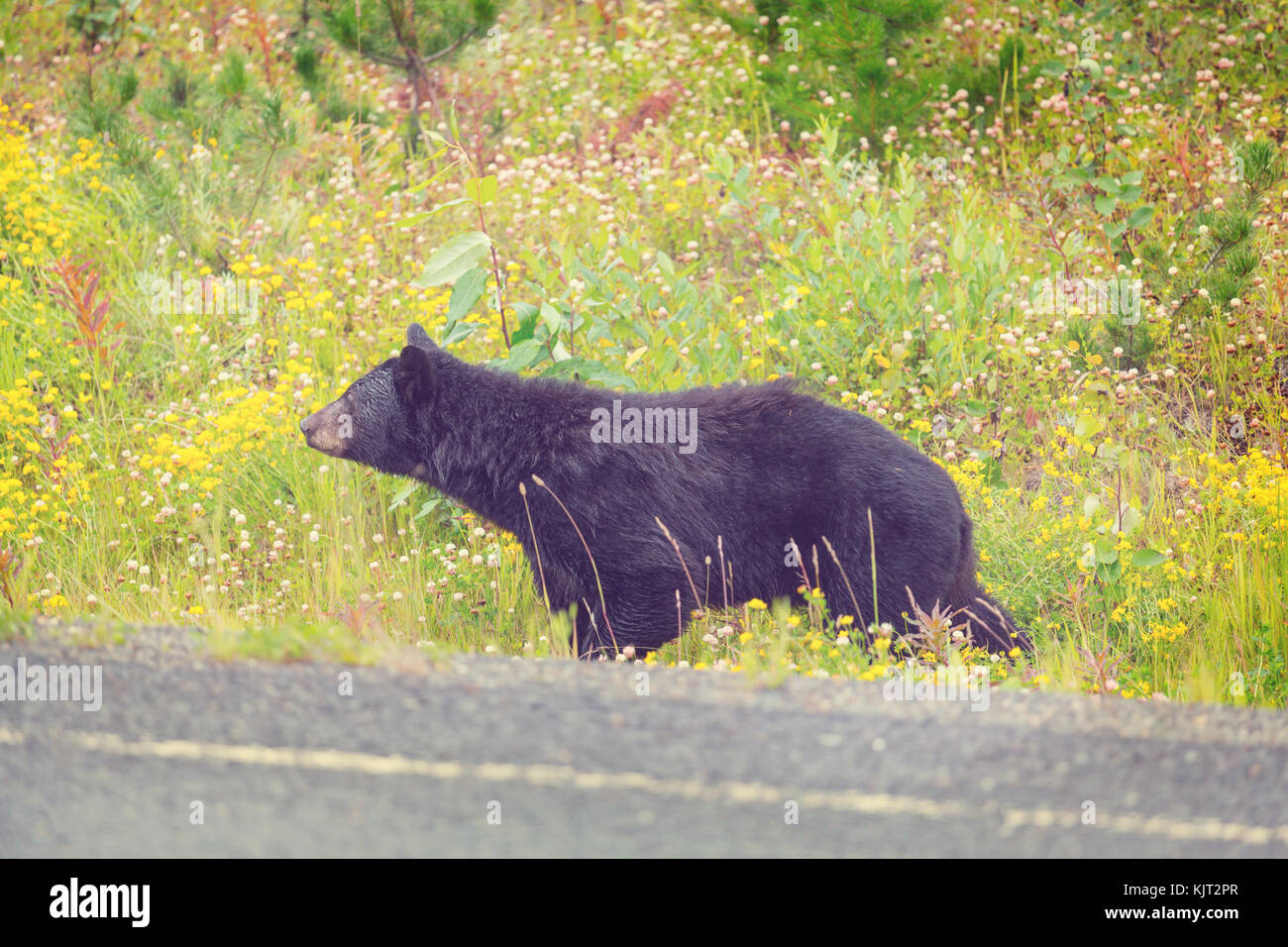 Black bear in the forest Stock Photo - Alamy