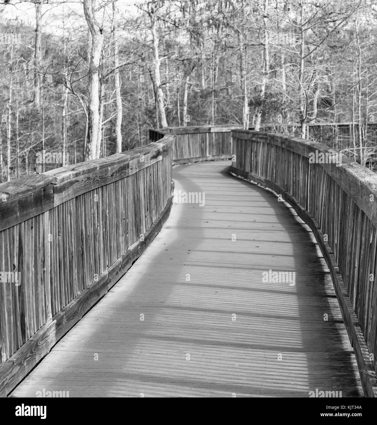 Boardwalk in swamp Stock Photo Alamy