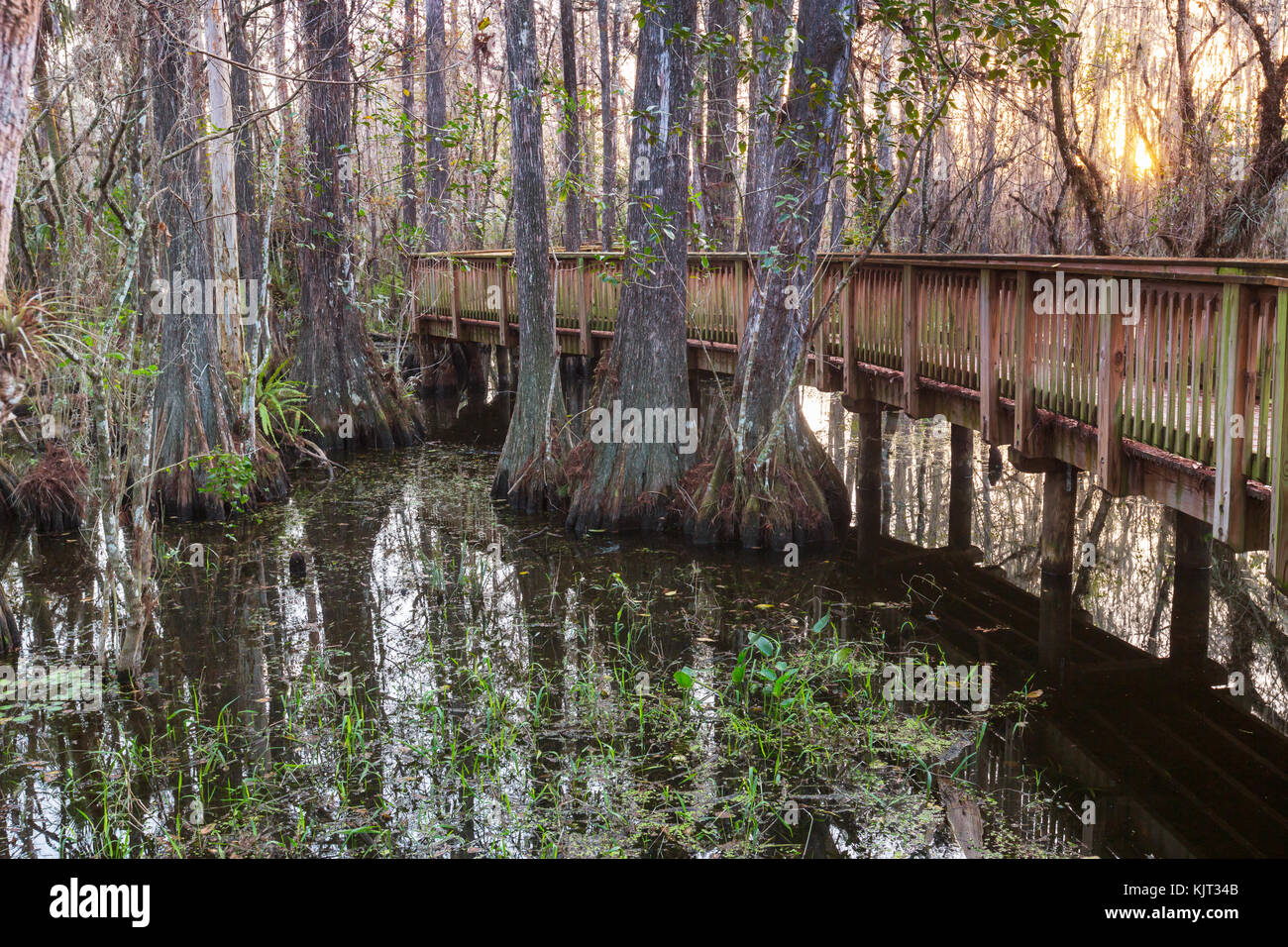 Boardwalk in swamp Stock Photo Alamy