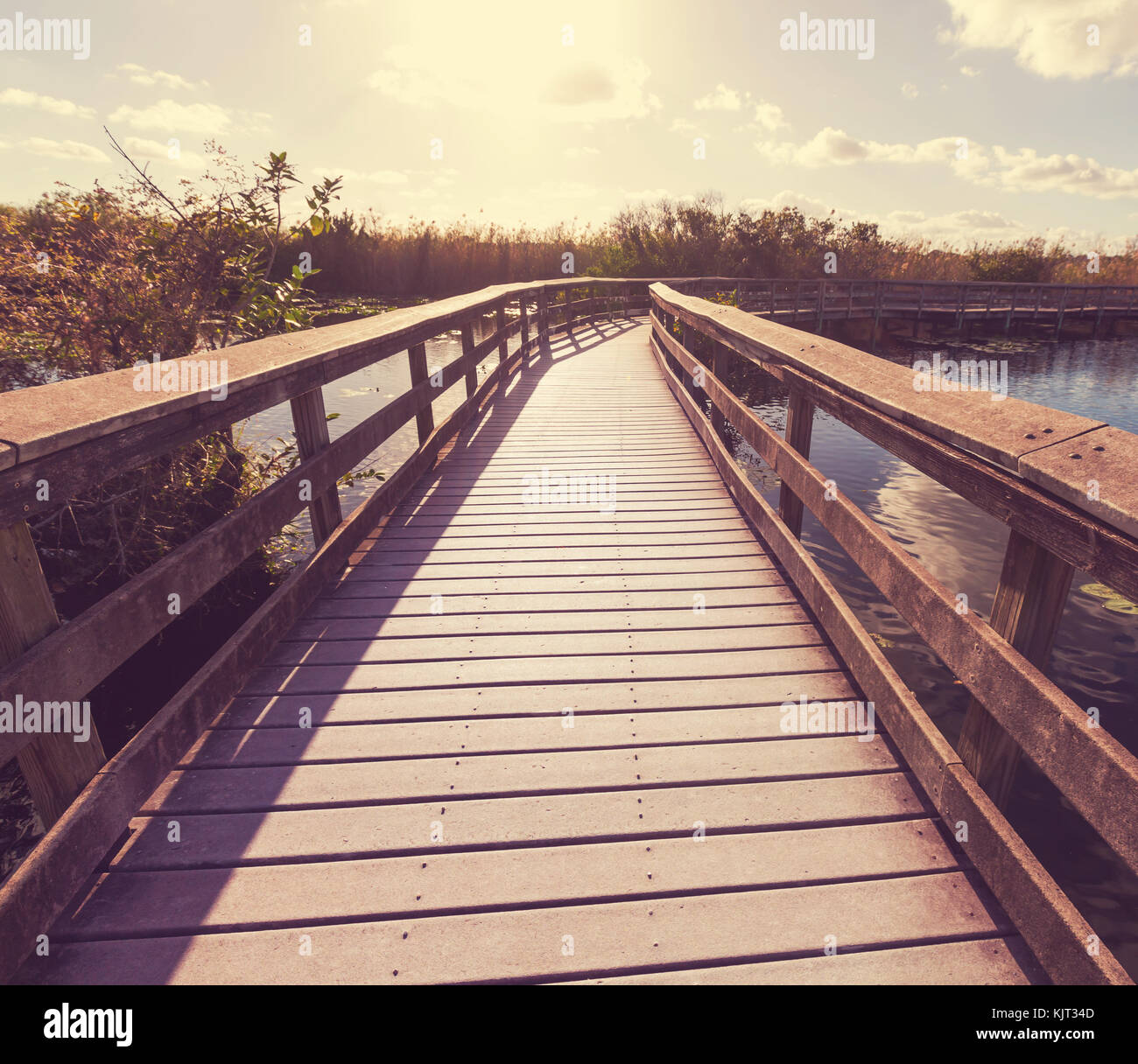 Boardwalk in swamp Stock Photo Alamy